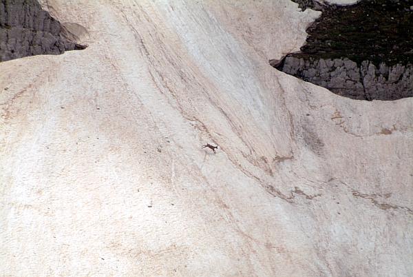 Camoscio d''Abruzzo Rupicapra pyrenaica ornata